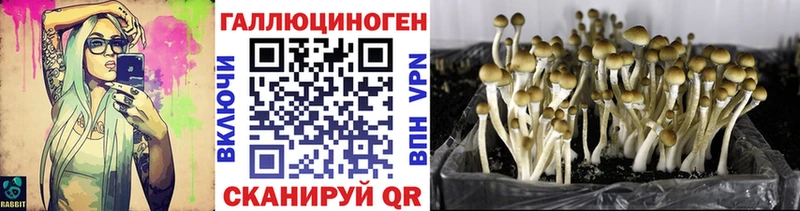 Галлюциногенные грибы Cubensis Балей